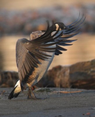 Landing Canada Goose DPP_18405.jpg