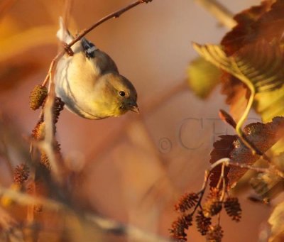 First light, American Goldfinch, Wenatchee DPP_1006436 copy.jpg