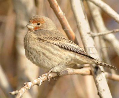 House Finch, young male DPP_1006625 copy.jpg