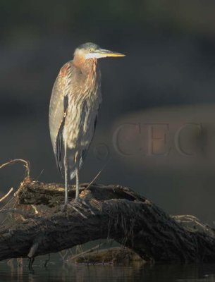 Early Light, Great Blue Heron, Wenatchee River  DPP_1468 copy.jpg