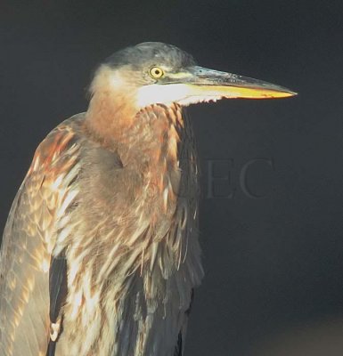 Early Light, Great Blue Heron,  Wenatchee River  DPP_1468crop copy.jpg
