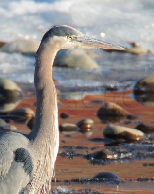 Great Blue Heron, Yakima DPP_22776crop.jpg