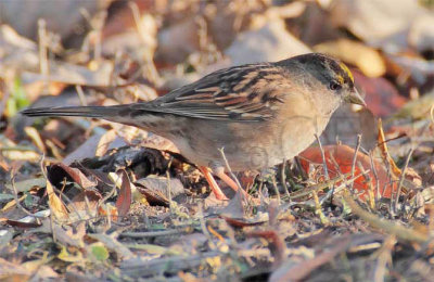 Golden-crowned Sparrow, Yakima DPP_1042501 copy.jpg