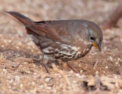 Fox Sparrow, Yakima DPP_1042712 copy.jpg