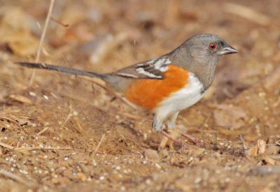 Rufous Sided Towhee, Yakima DPP_1042805 copy.jpg