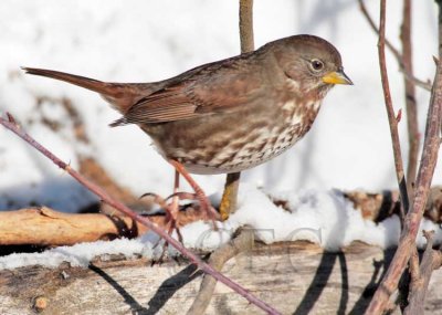 Extreme Cold, Fox Sparrow, Yakima DPP_1042849 copy.jpg