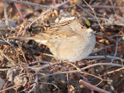 Golden-crowned Sparrow, Yakima DPP_1042864 copy.jpg