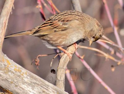 Weird Angle, Young Golden-crowned Sparrow, Yakima DPP_1042911 copy.jpg