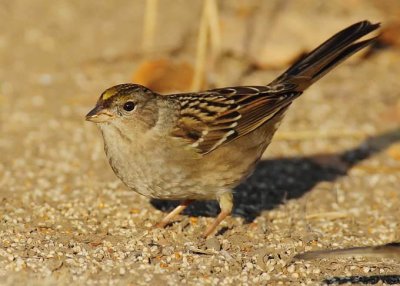 Golden-crowned Sparrow, Yakima DPP_1008564 copy.jpg