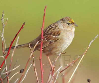 Golden-crowned Sparrow, DPP_1023998 copy.jpg