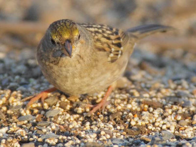 Golden-crowned Sparrow, DPP_19096 copy.jpg