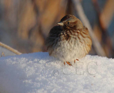 Extreme Cold, Song Sparrow, Yakima River Bank DPP_22652 copy.jpg