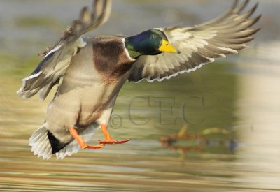 Mallard DPP_1005902 copy.jpg