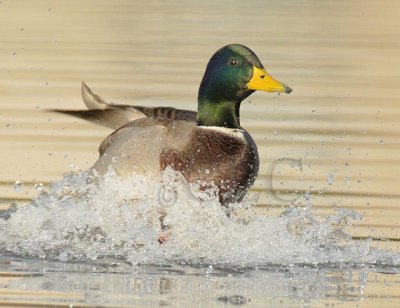 Mallard DPP_1005907b copy.jpg