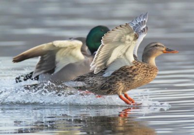 Mallard DPP_1025185crop copy.jpg