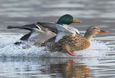 Mallard DPP_1025186crop copy.jpg