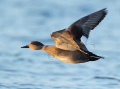 Hybrid Gadwall-Wigeon DPP_18378 copy.jpg