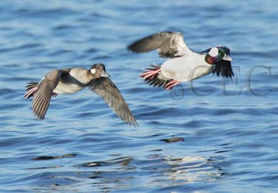 Bufflehead, female and male  DPP_18593.jpg