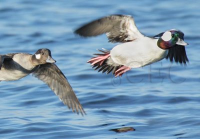 Bufflehead, male and female DPP_18593n.jpg