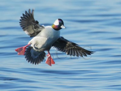 Bufflehead, male  DPP_18718 copy.jpg