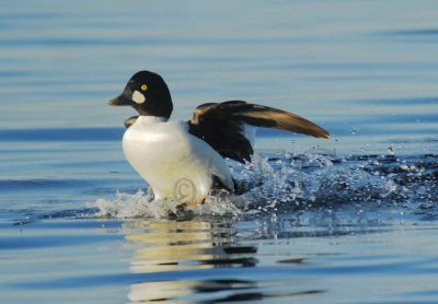 Common Goldeneye DPP_19038 copy.jpg