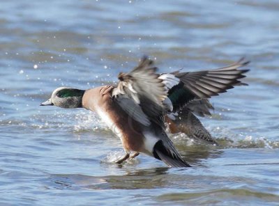 American Wigeon, male and female  DPP_21360 copy.jpg