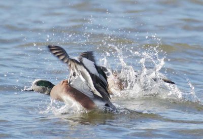 American Wigeon, male and female  DPP_21361 copy.jpg