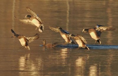 Early Light, American Wigeons, males and females  WT4P0002.jpg