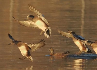 Early Light, American Wigeons, males and females  WT4P0002s.jpg