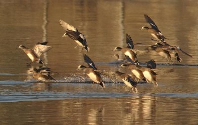 Early Light, American Wigeons, males and females  WT4P0012 .jpg
