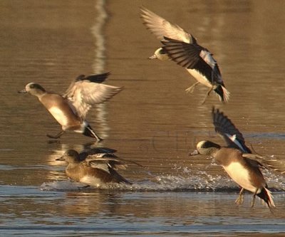 Early Light, American Wigeons, males and female  WT4P0012crop.jpg