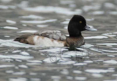 Lesser Scaup DPP_09433 copy.jpg