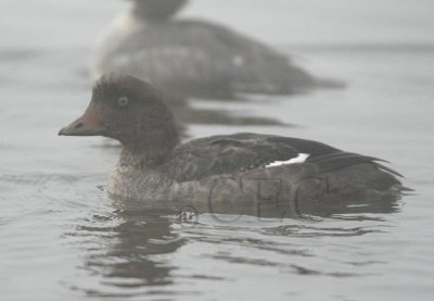 Young Goldeneye, in fog DPP_1005681 copy.jpg