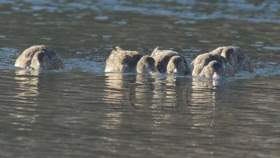 Ducks Feeding