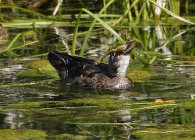 Female Woodduck eating frog DPP_4491 copy.jpg