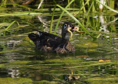 Female Woodduck eating frog DPP_4492 copy.jpg