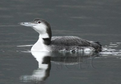 Common Loon, Sun Lakes DPP_1006752 copy.jpg