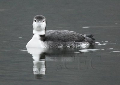 Common Loon, Sun Lakes DPP_1006765 copy.jpg