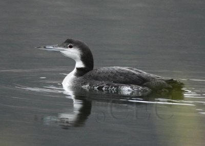 Common Loon, Sun Lakes DPP_1006770 copy.jpg