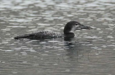 Common Loon, Sun Lakes DPP_1006850 copy.jpg
