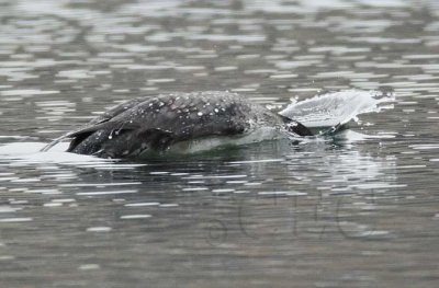 Common Loon, Sun Lakes DPP_1006851 copy.jpg