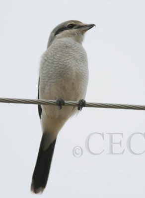 Northern Shrike, Juvenile, Toppenish DPP_1008425 copy.jpg