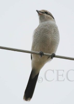 Northern Shrike, Juvenile, Toppenish DPP_1008432 copy.jpg