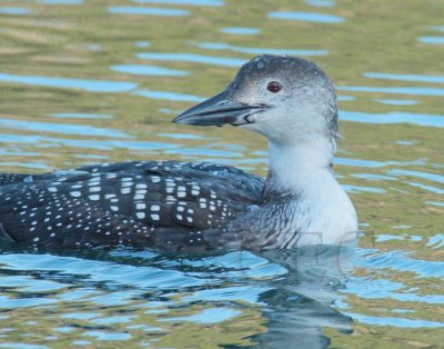 Common Loon, Intermediate Breeding Plumage, Anacortes DPP_1024957 copy.jpg