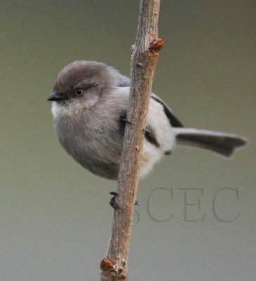 Bushtit, Seattle DPP_1025305 copy.jpg