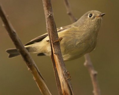 Ruby-crowned Kinglet, Toppenish WT4P9713 copy.jpg