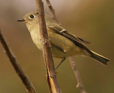 Ruby-crowned Kinglet, Toppenish, WT4P9717 copy.jpg
