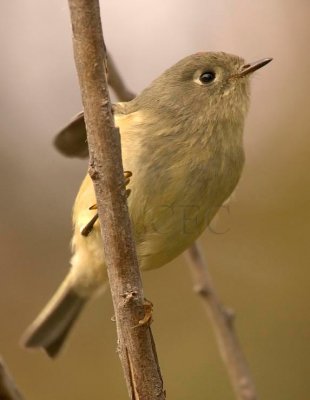 Ruby-crowned Kinglet, ToppenishWT4P9718 copy.jpg