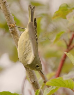 Ruby-crowned Kinglet, Toppenish WT4P9723 copy.jpg