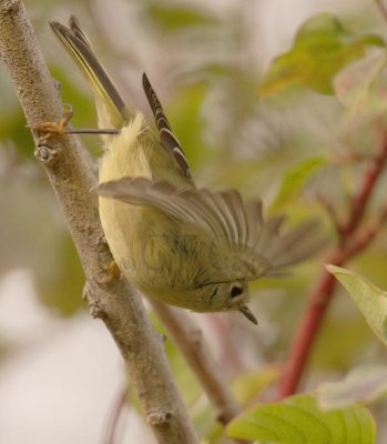 Ruby-crowned Kinglet, Toppenish WT4P9724.jpg